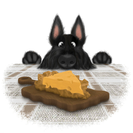 Скотч-терьер и сыр
