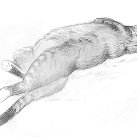 Толстый кот