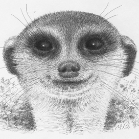 Веселый сурикат