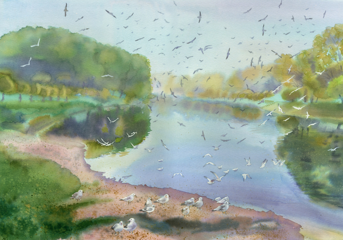 Утро, чайки