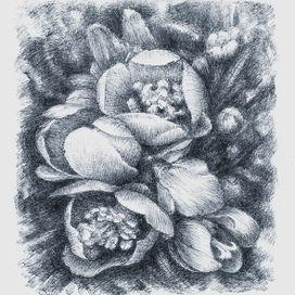 ЦВЕТКИ АЙВЫ ЯПОНСКОЙ               