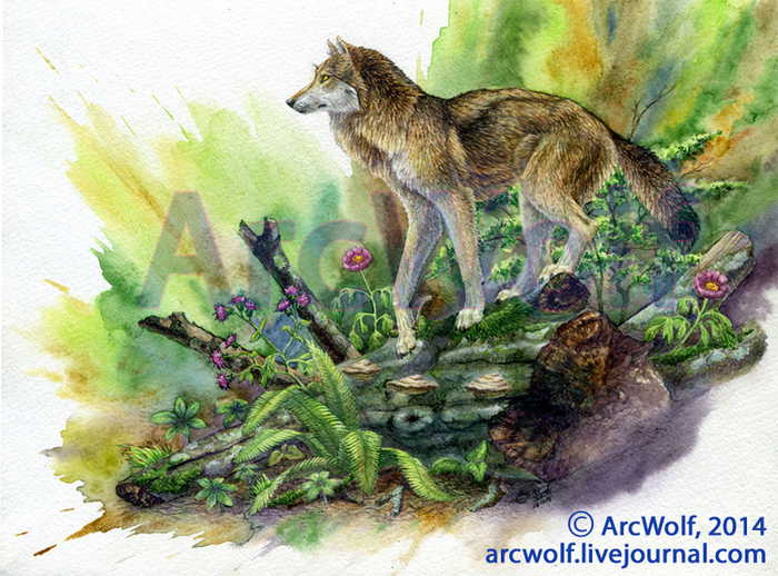 На поваленном буке