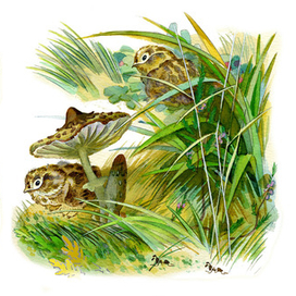 Е.Чарушин "Про Томку" Изд. "Малыш"