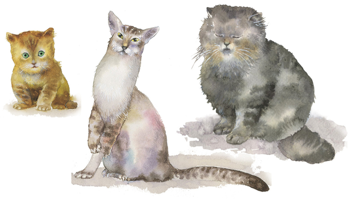 Маленький котёнок, изящная кошка и жирный неповоротливый кот