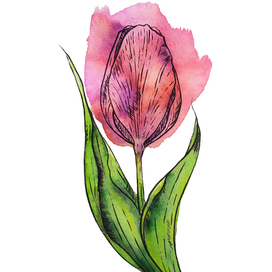 Тюльпан