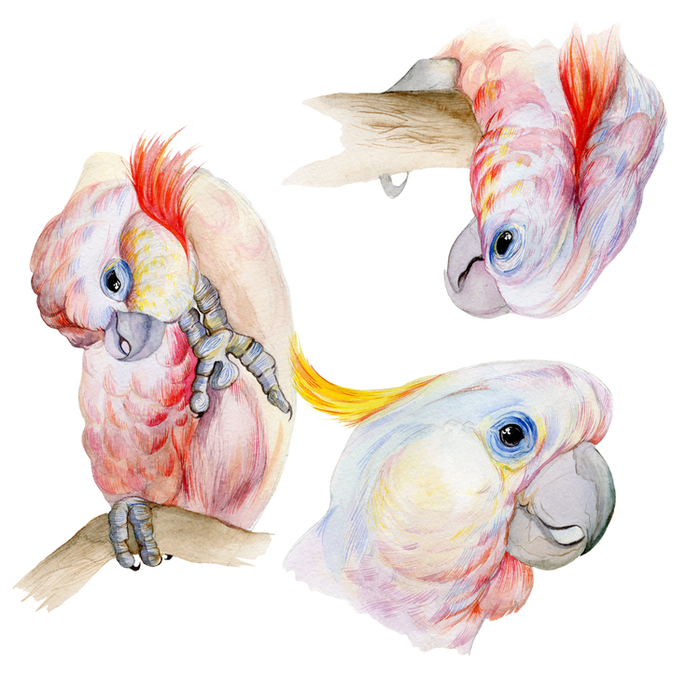 "Plyctolophus sulphurea" 