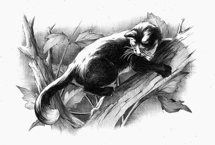 КОШКА... Финал