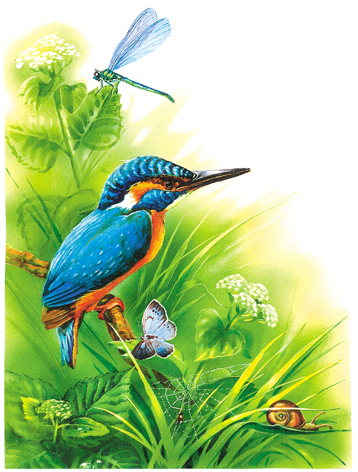 природоведение. зимородок