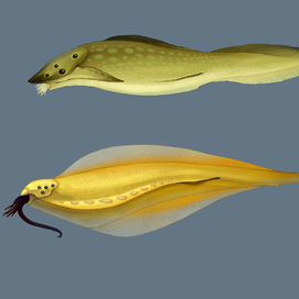 Золотой мир - примитивные рыбы