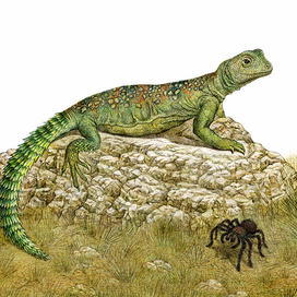 Лизонька Шипохвостова.