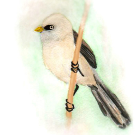 Усатая синица без усов (самка потому что)