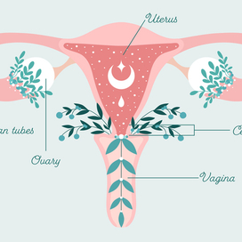Женское здоровье. Медицинская иллюстрация