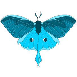 Бабочка. синий ночной мотылек 