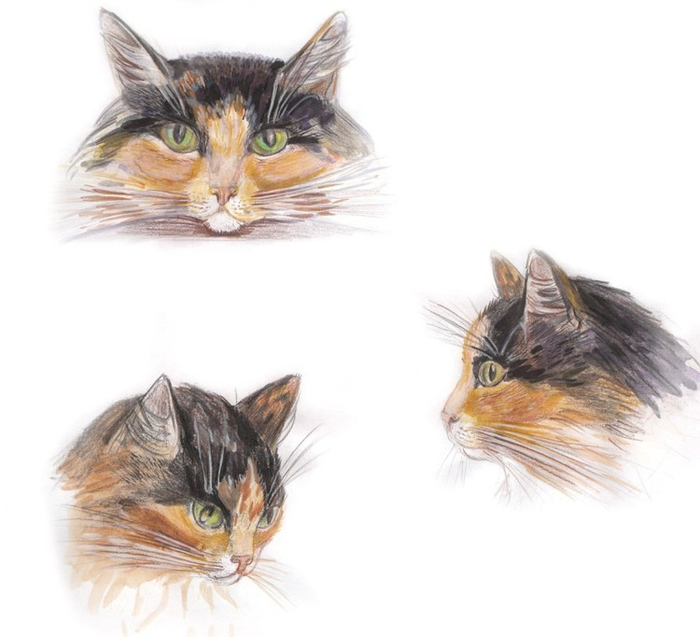 трехцветная кошка