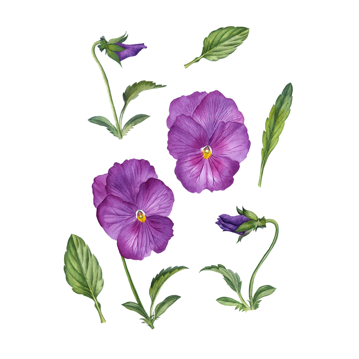 Анютины глазки