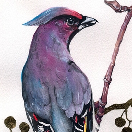 Свиристель. Акварель.