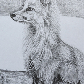 the fox