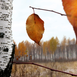 Мемуары листика ...
