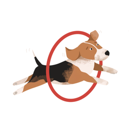 Пёс прыгающий в кольцо