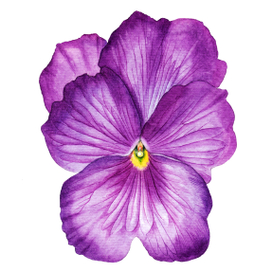 Анютины глазки