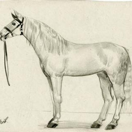 Белая лошадь