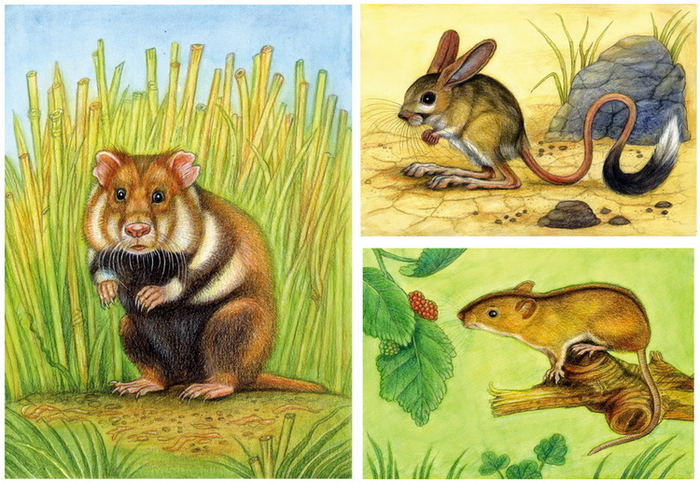 Хомяк, тушканчик, мышь.