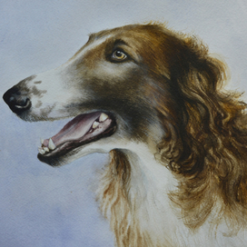 Русская борзая 