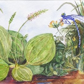 Подорожник