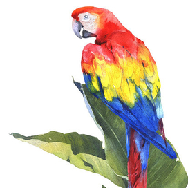 Пиастры, пиастры!