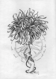 chrysanthemum 