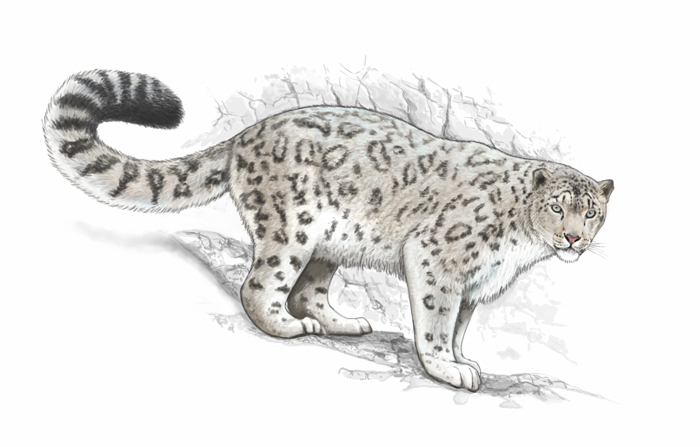 Снежный барс, Ирбис