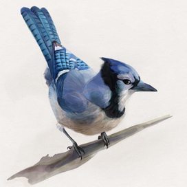 Иллюстрация. Птица