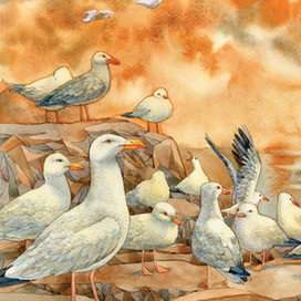 чайки Камчатки