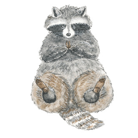 Пушистый енот