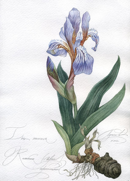 Iris scariosa. Ирис перепончатый