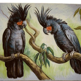 Большие пальмовые кокаду