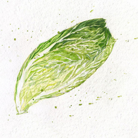 Китайская капуста