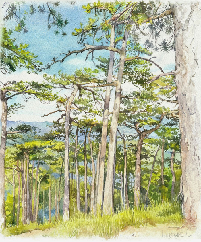 Сосновый лес