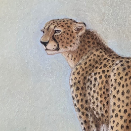 Гепард. Начало охоты.