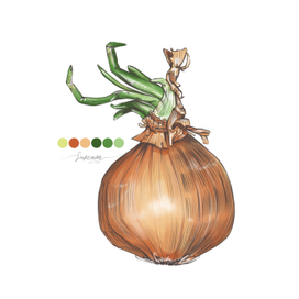 Onion sketch