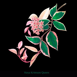 Ботаническая иллюстрация. Monstera Albo Borsigiana