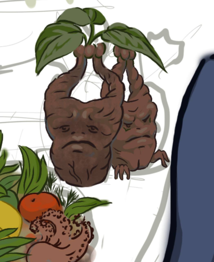 Мандрагоры 