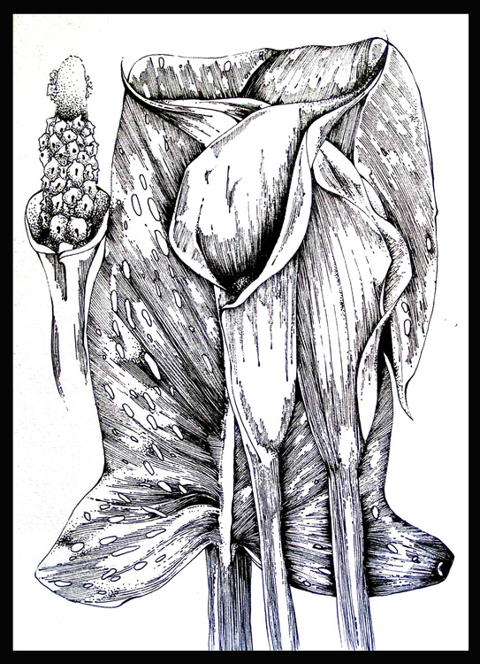 Методическое пособие к комплекту наглядных пособий по биологии "Растение и окружающая среда"