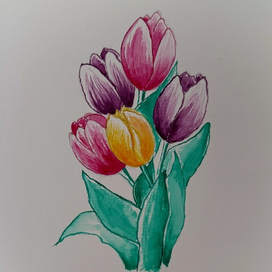 Tulip painted with watercolors