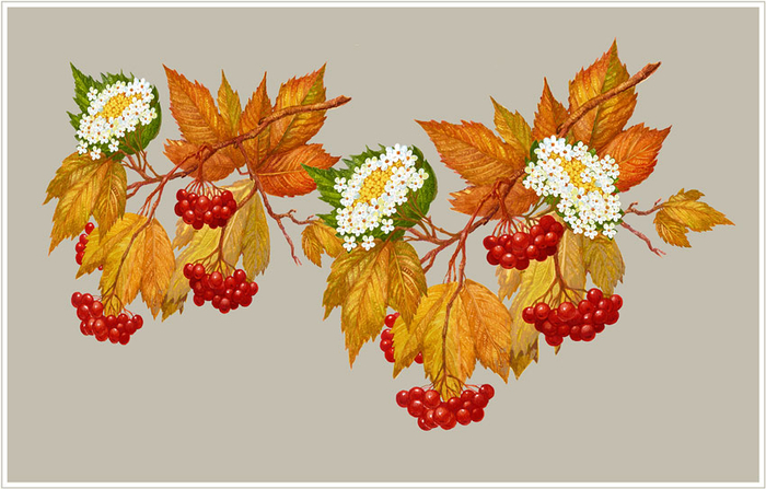 Калина красная