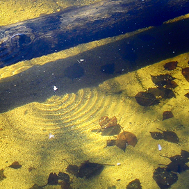 Наша память - круги  на воде ...
