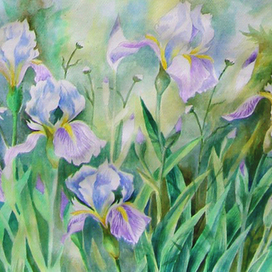 Ирисы