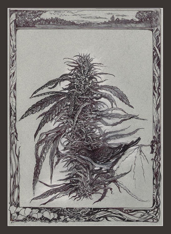 Коноплянка