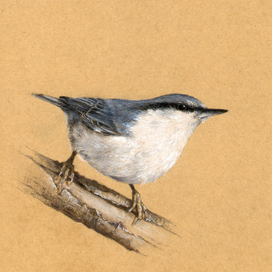 Поползень обыкновенный