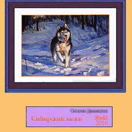 Сибиский хаски